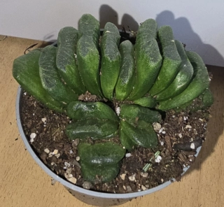 Haworthia truncata