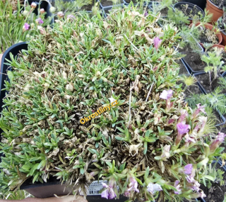 Hvozdík Caespitosus