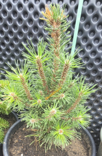 Borovice kleč Columnaris