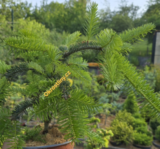 Jedle Normanská Pendula
