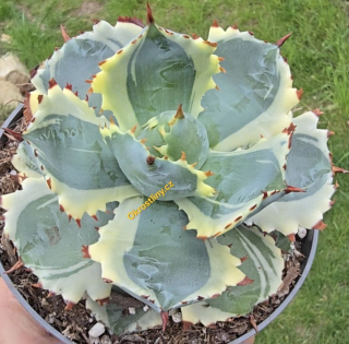 Agave potatorum Variegata
