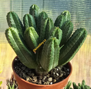 Euphorbia tubiglans