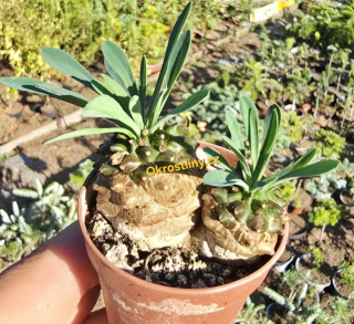 Euphorbia japonica