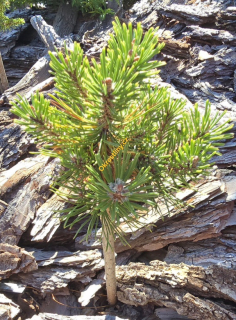 Pinus mugo Bášť