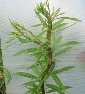 Vrba Sekka