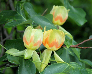 Liriovník tulipánokvětý