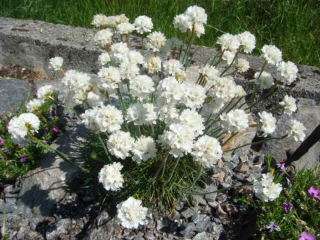 Trávnička přímořská Alba