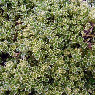 Mateřídouška Mystic lemon
