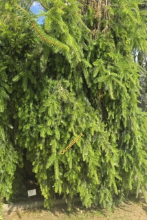 Jedle bělokorá Pendula