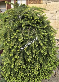 Smrk ztepilý Formánek