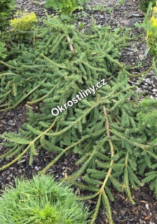 Smrk ztepilý Inversa