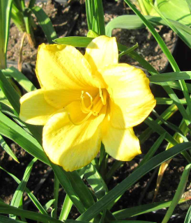 Denivka Stella d´Oro