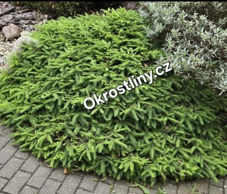 Smrk ztepilý Procumbens