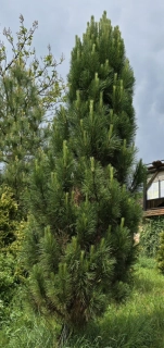 Borovice černá Pyramidalis